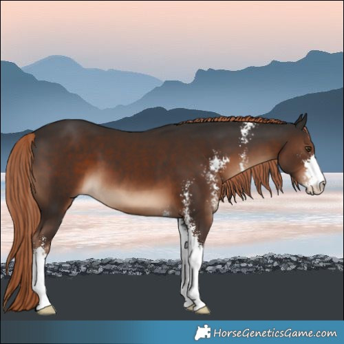 Horse Color:Liver Chestnut Sabino