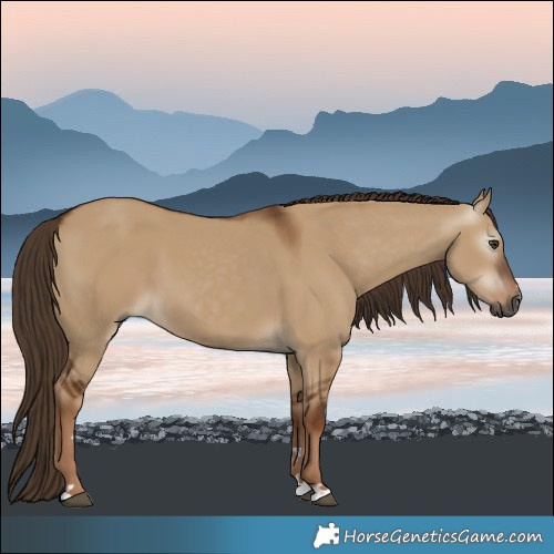 Horse Color:Gray Red Dun 