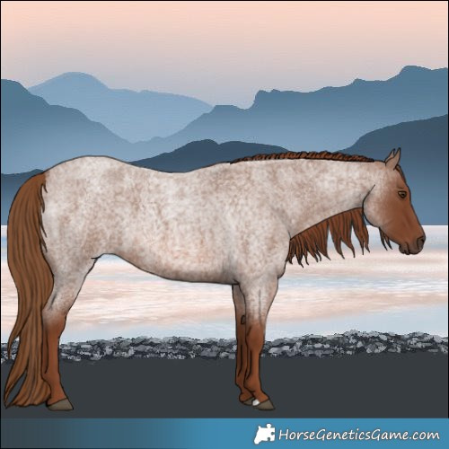 Horse Color:Red Roan