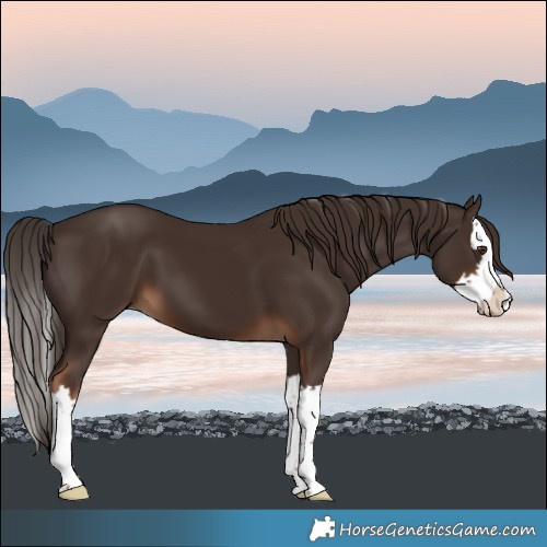 Horse Color:Liver Chestnut Splash 