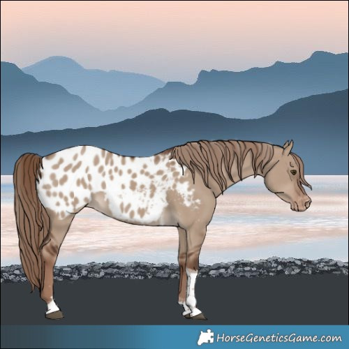 Horse Color:Liver Red Dun Tobiano Blanket