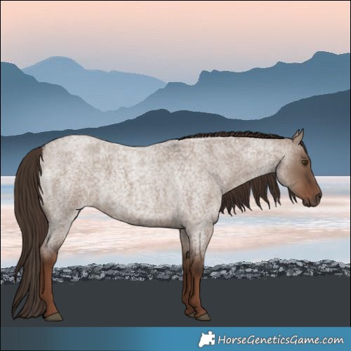 Horse Color:Liver Red Dun Roan 