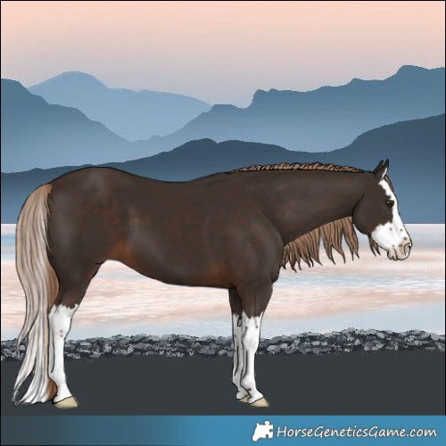 Horse Color:Liver Chestnut Splash