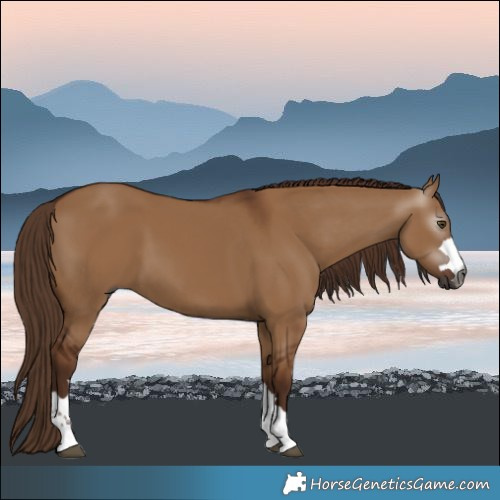 Horse Color:Gray Red Dun