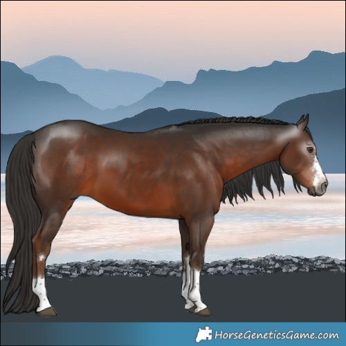 Horse Color:Gray Liver Chestnut 