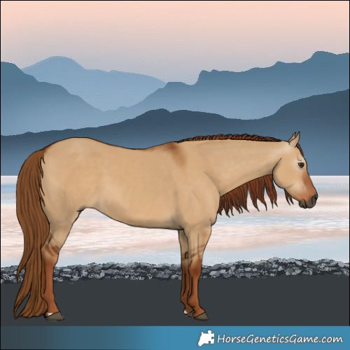 Horse Color:Gray Red Dun