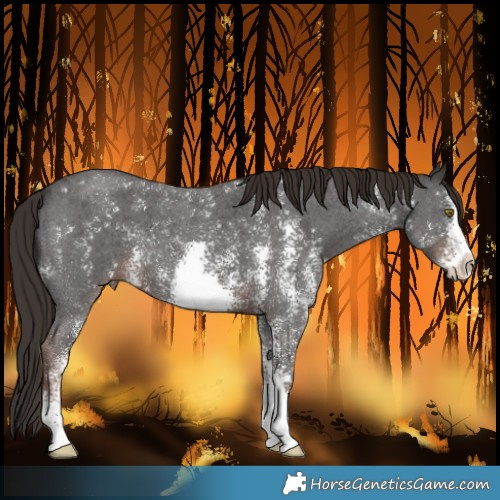 Horse Color:Liver Chestnut Sabino
