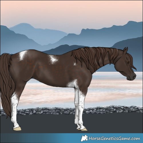 Horse Color:Liver Chestnut Tobiano