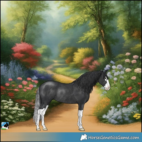 Horse Color:Black Splash Rabicano 