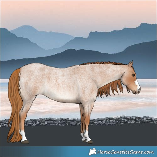 Horse Color:Red Roan 