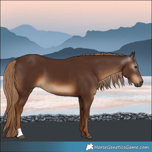 Horse Color:Gray Chestnut 