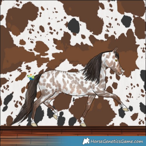Horse Color:Sable Champagne Roan Near Leopard