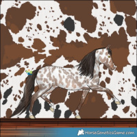 Horse Color:Sable Champagne Roan Near Leopard 