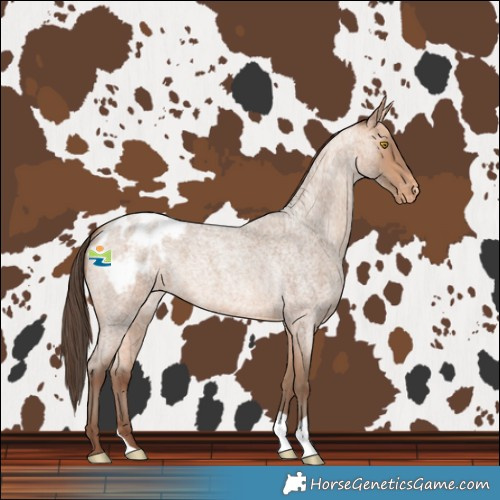 Horse Color:Amber Champagne Roan Blanket