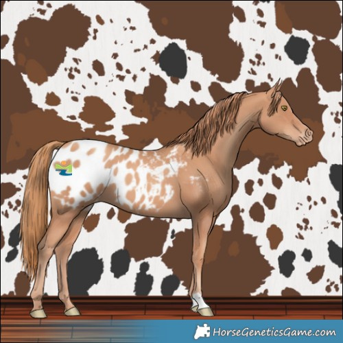 Horse Color:Gold Champagne Blanket 