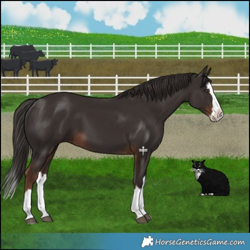 Horse Color:Liver Chestnut Splash 
