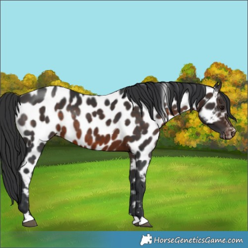Horse Color:Brown Near Leopard Rabicano 