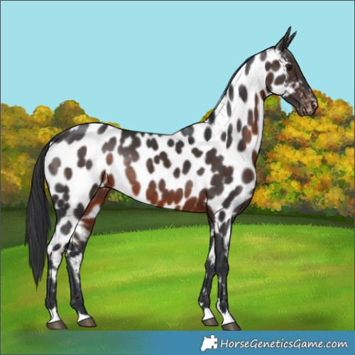 Horse Color:Brown Near Leopard Rabicano 