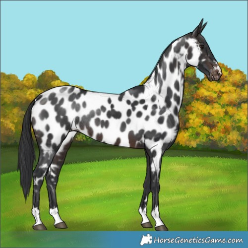 Horse Color:Brown Near Leopard Rabicano 