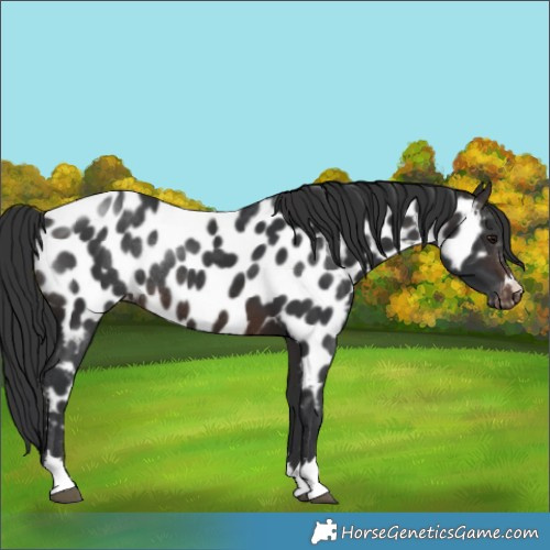 Horse Color:Brown Near Leopard Rabicano 