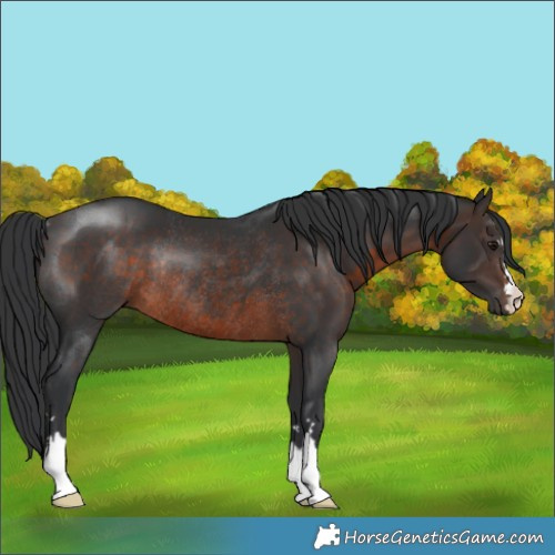 Horse Color:Brown Rabicano
