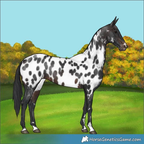 Horse Color:Brown Near Leopard Rabicano 
