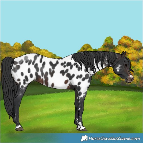 Horse Color:Brown Near Leopard Rabicano 