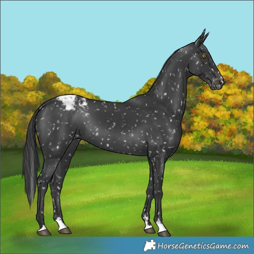 Horse Color:Black Snowflake Varnish