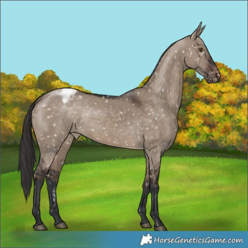 Horse Color:Brown Dun Snowflake Varnish 