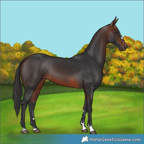 Horse Color:Brown 