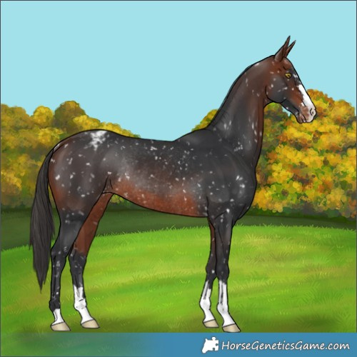 Horse Color:Bay Snowflake Varnish Rabicano