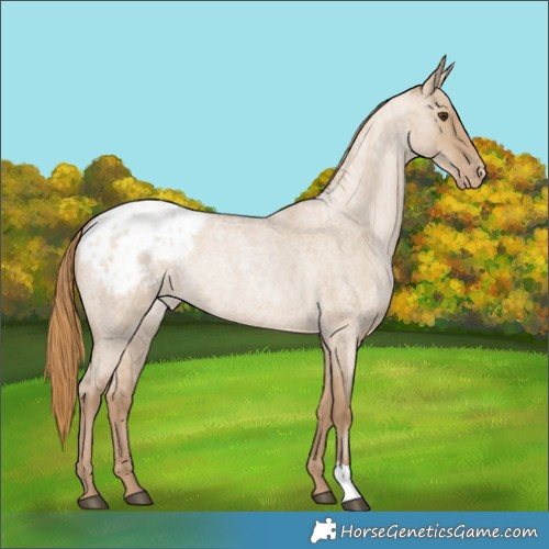 Horse Color:Grullo Roan Pearl Blanket Rabicano