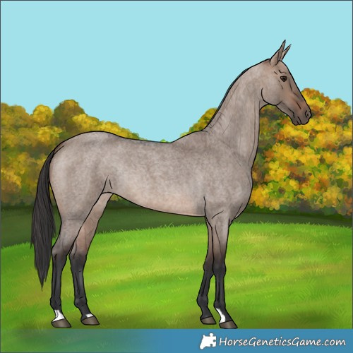 Horse Color:Brown Roan Dun Rabicano 