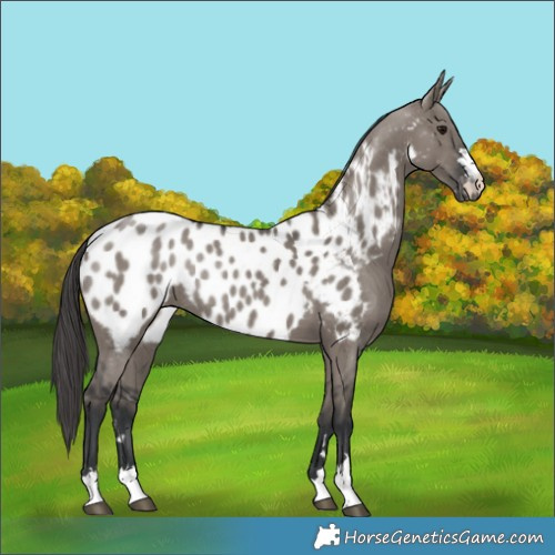 Horse Color:Grullo Near Leopard Rabicano 