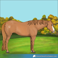 Horse Color:Chestnut Splash