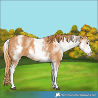 Horse Color:White Spotted Chestnut 