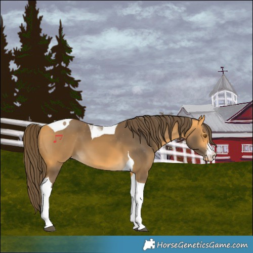 Horse Color:White Spotted Buckskin Tobiano Appaloosa 