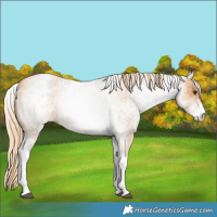 Horse Color:White Spotted Red Roan 