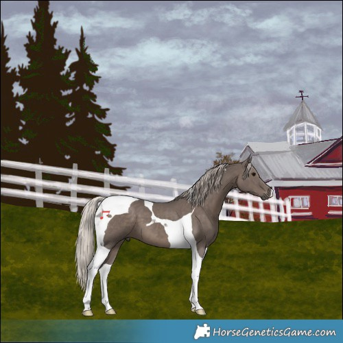 Horse Color:Silver Black Tobiano 