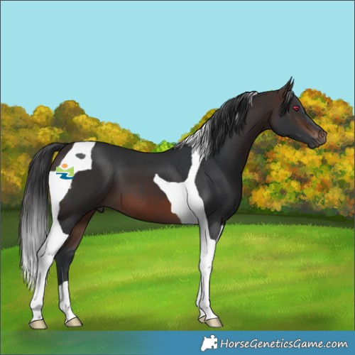 Horse Color:Brown Tobiano 