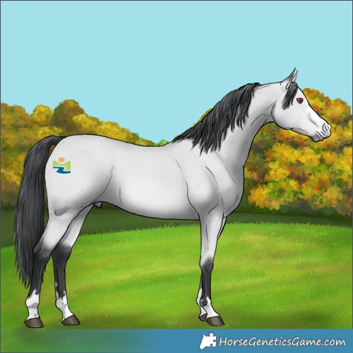Horse Color:Bay Chinchilla