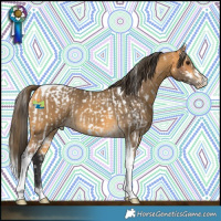 Horse Color:Bay Sabino Near Fewspot and Buckskin Tobiano Blanket
