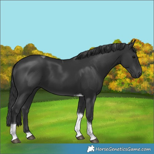Horse Color:Black Tobiano 