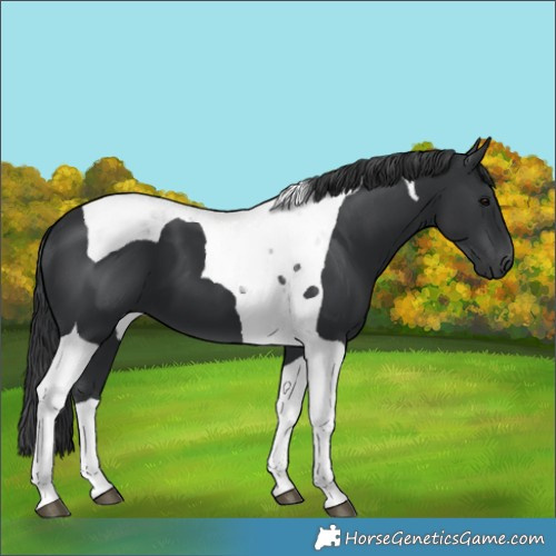 Horse Color:Black Tobiano 
