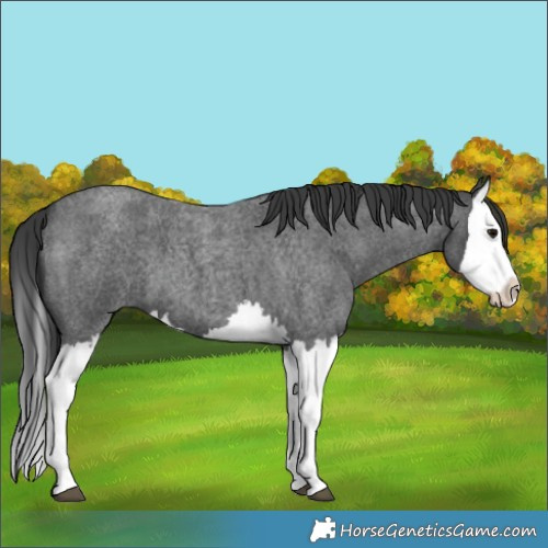 Horse Color:Blue Roan Splash