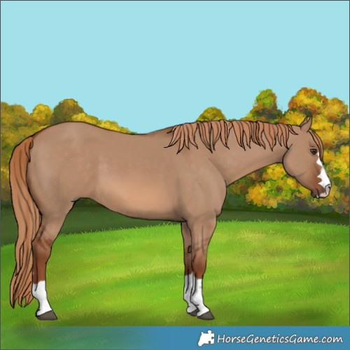 Horse Color:Red Dun