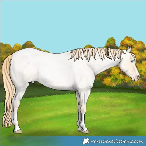 Horse Color:Buckskin Roan Pearl Varnish 