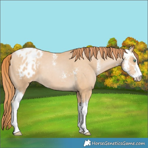 Horse Color:Smoky Black Pearl Sabino Varnish