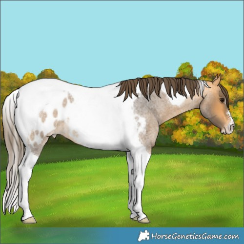 Horse Color:Buckskin Roan Tobiano Blanket 