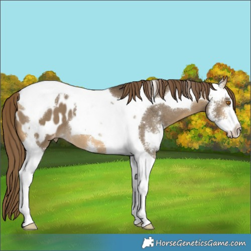 Horse Color:Buckskin Dun Sabino Tobiano Varnish 